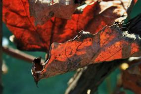 Russet Leaf Vine