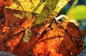 Russet Leaf Vine