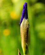 Flower Blossom blue