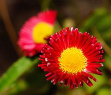 bright red Flower Blossom Bloom