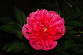 red peony on a bush in the dark