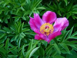 open pink peony flower