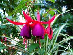 purple exotic flower in the garden close up