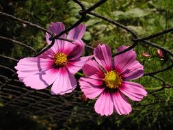 Close-up of the beautiful, pink, purple and yellow flowers, near the fence, in light