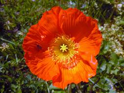 Poppy Orange