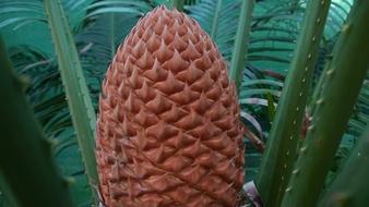 Cycad Cone Botanical Australia