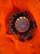 Poppy Bright Red