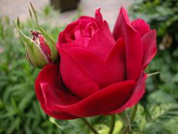 Close-up of the beautiful, blooming, red rose flowers