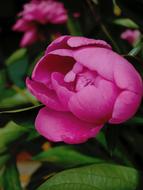 Close-up of the beautiful, pink and purple peony flowers with the green leaves
