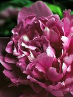 cute Peony Flower Pink