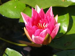 pink Water Lily Flower over green leaves