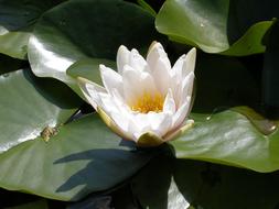 half open White Water Lily Flower on leaves