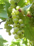 White Grapes Bunches