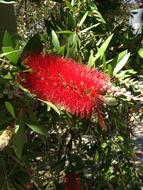 Beautiful, fluffy red bottle flower with green leaves