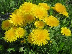 Dandelion Summer Yellow