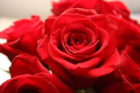 Close-up of the beautiful red rose flowers in light