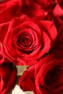 incredible beauty Roses red