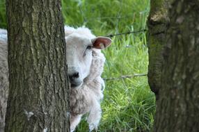 Sheep Tree