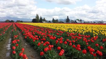 blooming fields of red and yellow tulips