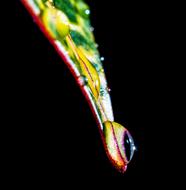Drop Of Water Drip Leaf