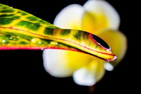Water Drip Leaf