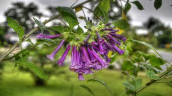 Flowers Purple