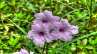 Flowers Bloom and grass