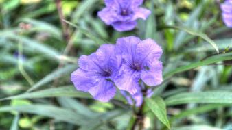 Flowers Purple