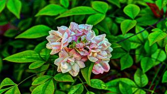 Flowers Rose