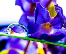 macro view of Drop Of Water on Blade Grass