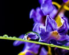 Drop Of Water on Blade Grass and purple flowers