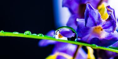 Drop Of Water flowers blue