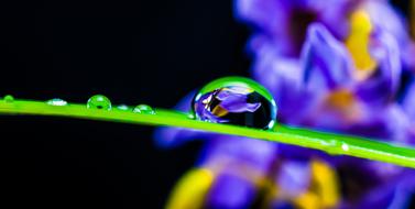 Drops Blade Grass