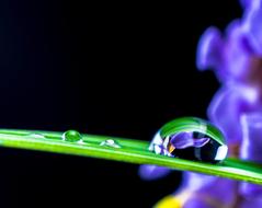 Drop Of Water green grass black background