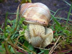 Marko Recording Snail