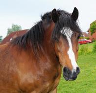 Portrait of Horse Head on farm