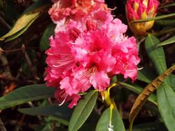 Flower Red Garden green