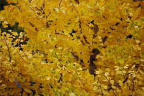 Autumn Gold Fall Foliage Golden