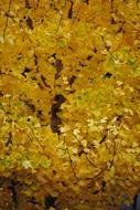 Gold Fall Foliage tree