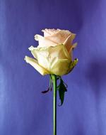 white Rose Blossom at blue background