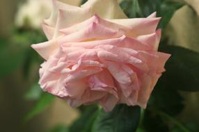 white pink bud floribunda