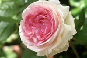 Floribunda Rose Pink white close-up on blurred background