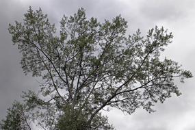 Tree Branches Silhouette