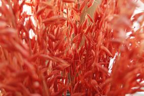 Red Dried Flowers