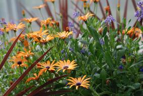 rudbeckia Flowers Blooming in Garden