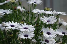 Beautiful, blossoming, white and dark daisies, on the stems, in the garden