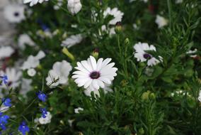 wondrous Daisies White Flowers