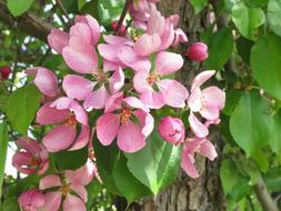 Summer Park pink Flower