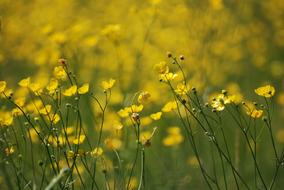 Buttercup Ranunculus Meadow