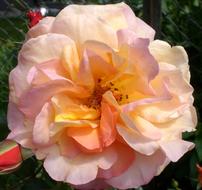 closeup view of Rose Bloom Fragrance